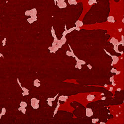 nailbasecoat_5um.jpg